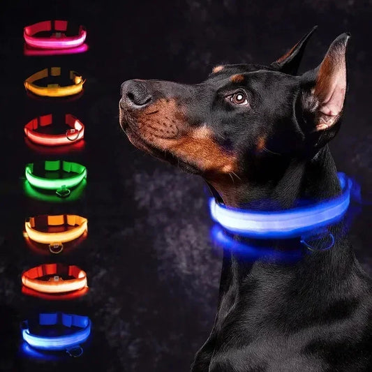 Collier lumineux pour chien