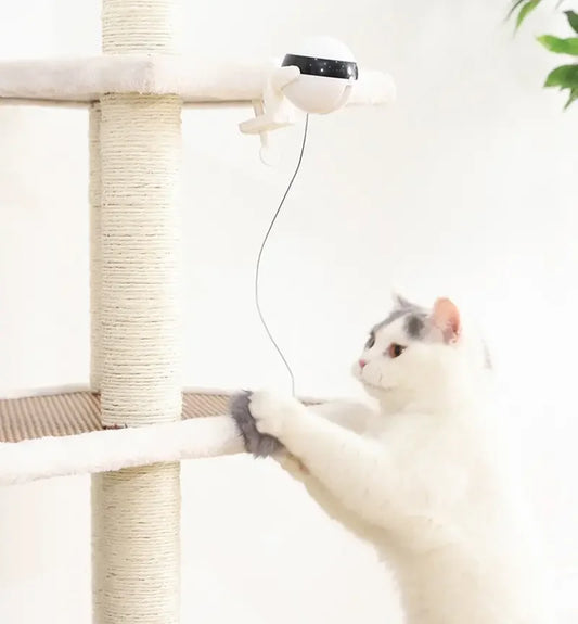 Jouet Interactif YO-YO pour Chat